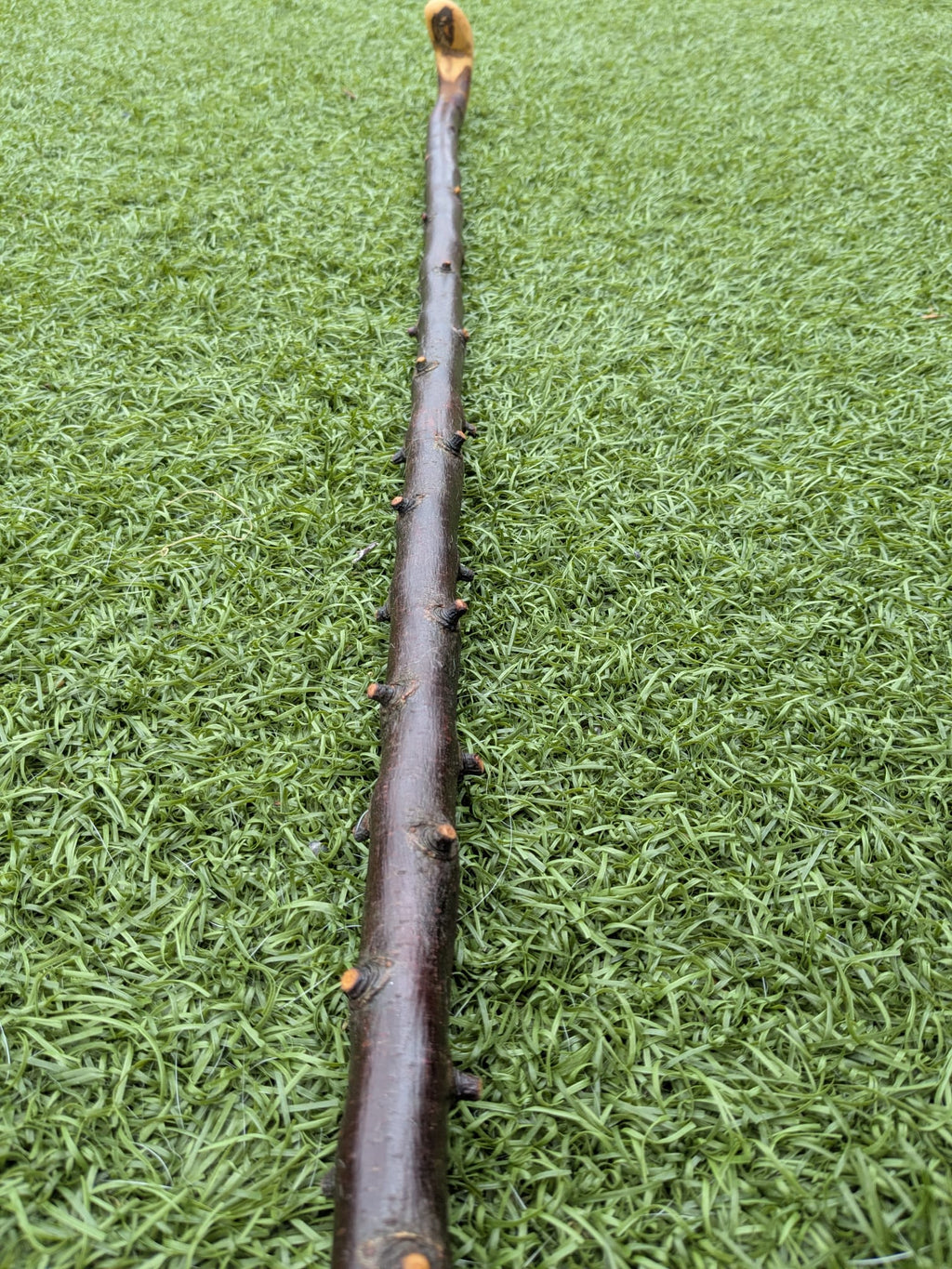 Blackthorn Crook handle walking stick