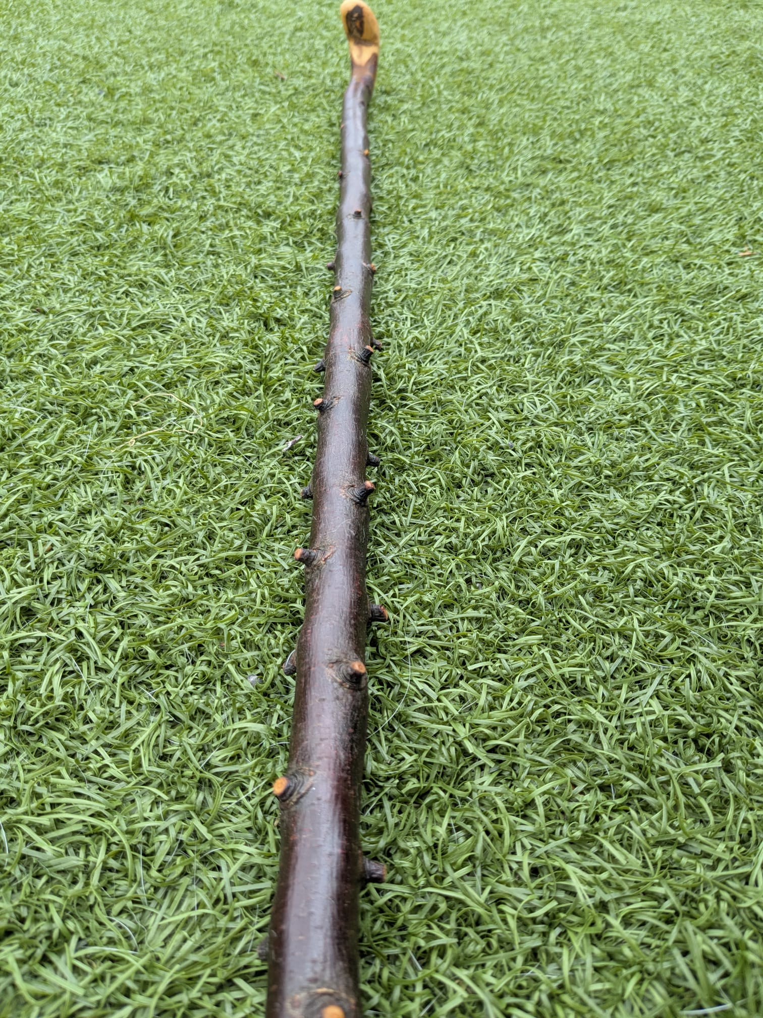 Blackthorn Crook handle walking stick